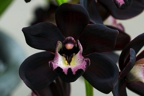 Самый красивый и загадочный цветок на земле — орхидея